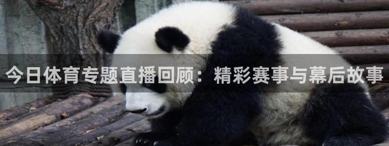 今日体育专题直播回顾：精彩赛事与幕后故事