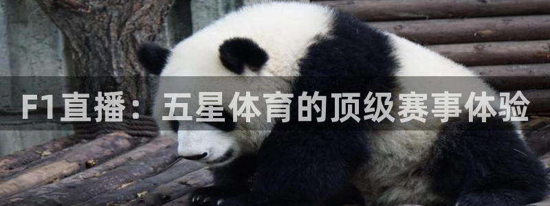 F1直播：五星体育的顶级赛事体验