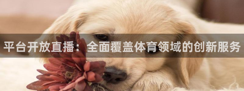 平台开放直播：全面覆盖体育领域的创新服务