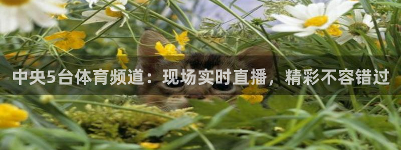 中央5台体育频道：现场实时直播，精彩不容错过