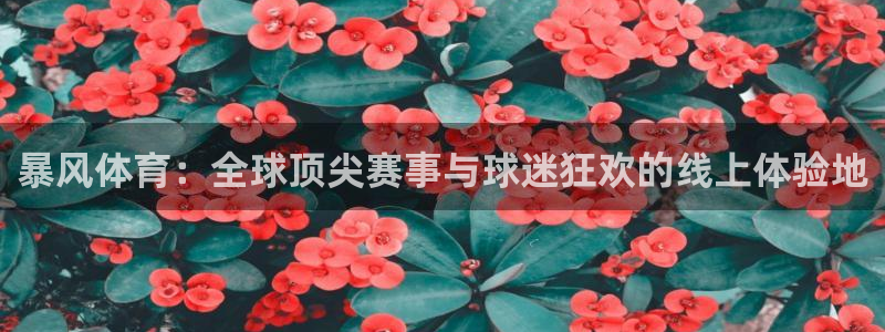 暴风体育：全球顶尖赛事与球迷狂欢的线上体验地