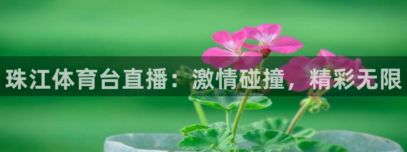 珠江体育台直播：激情碰撞，精彩无限